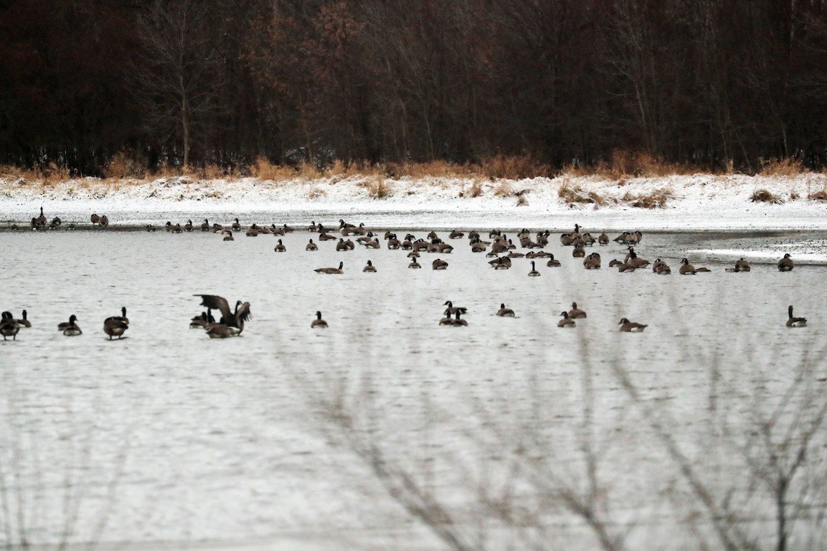 ברנטה קנדית - ML645910491