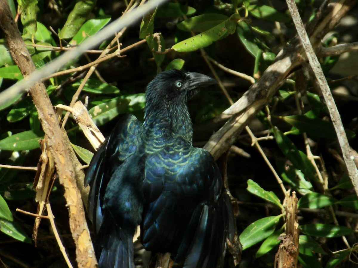 Greater Ani - ML645910492