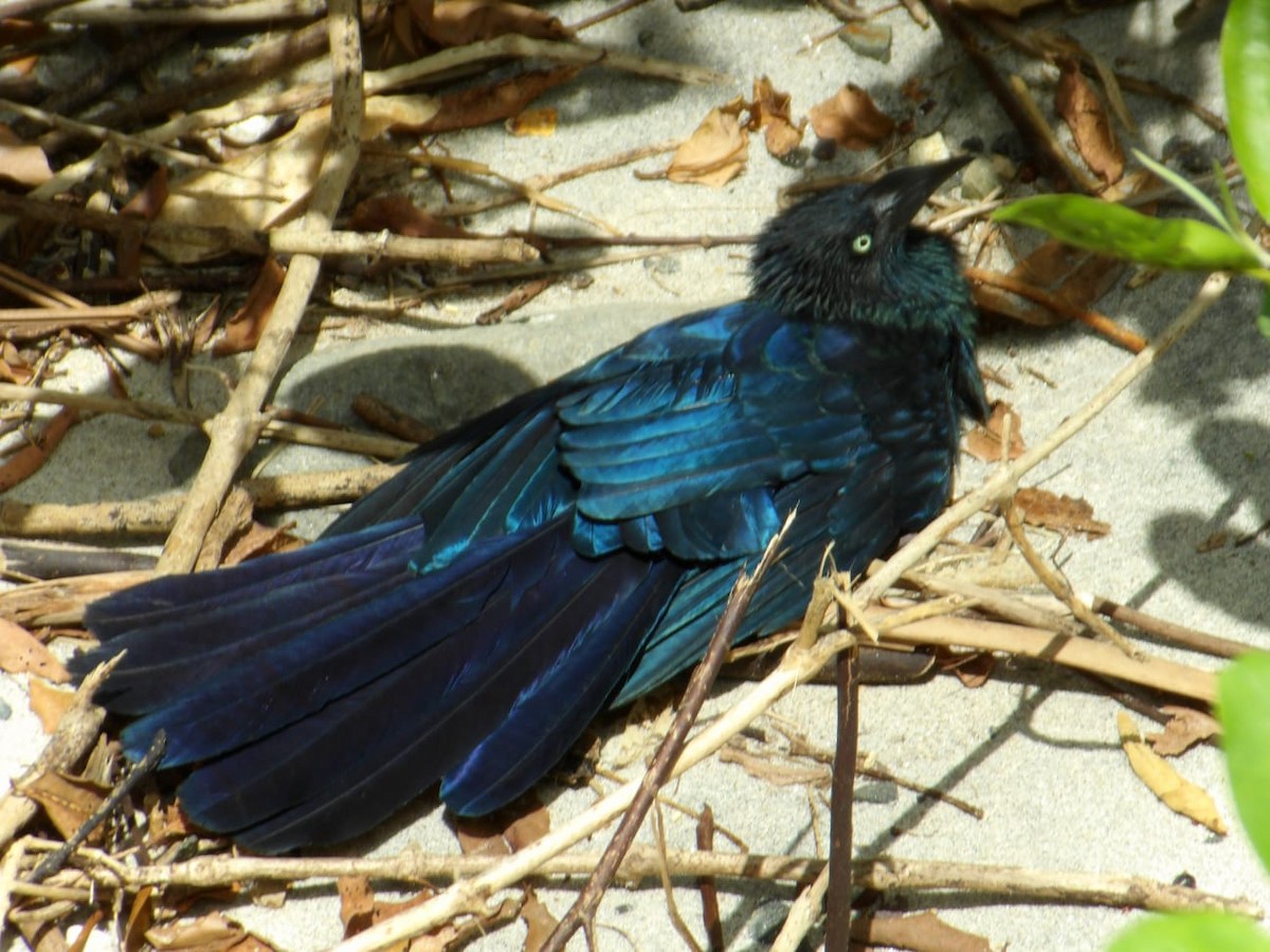 Greater Ani - ML645910493