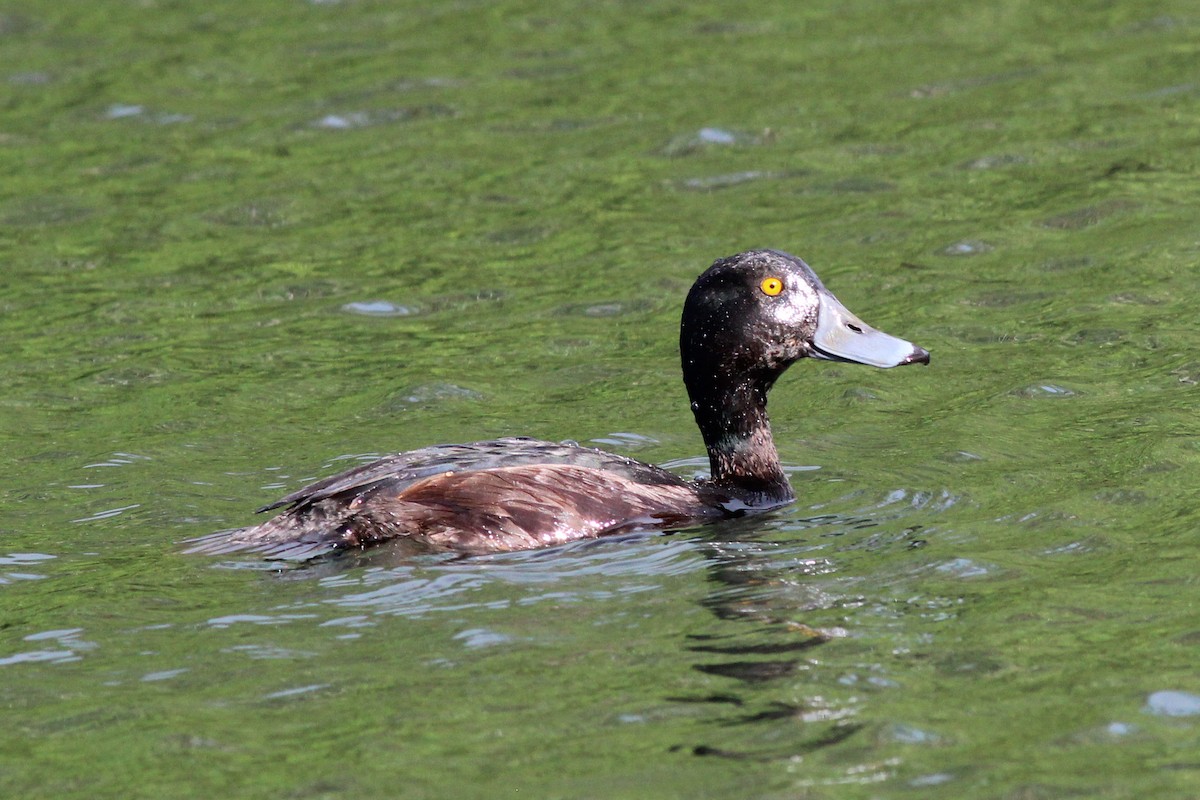 New Zealand Scaup - ML645910501