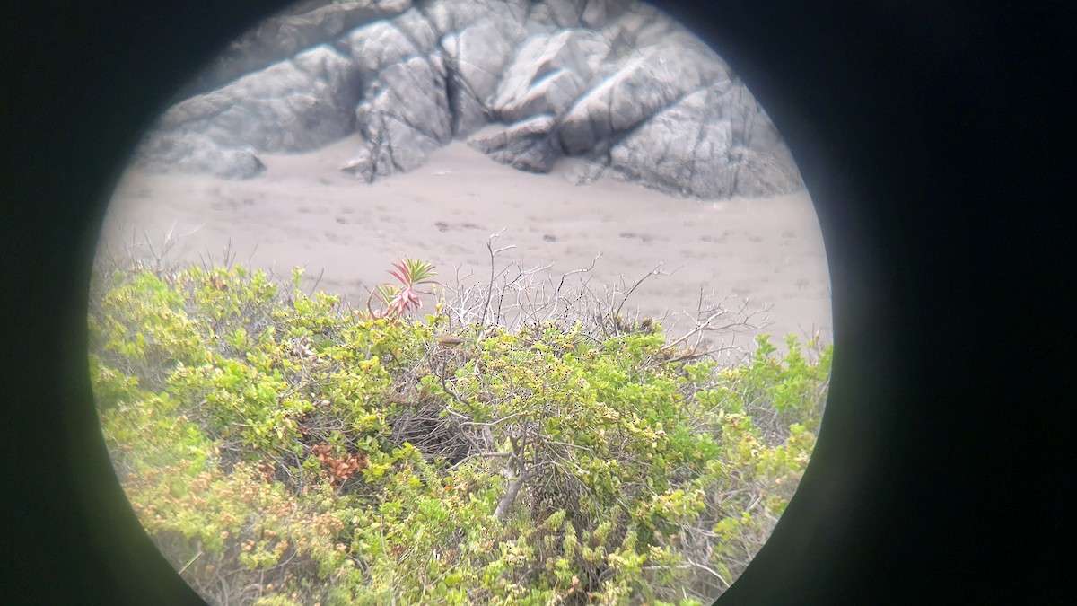 Gray-hooded Sierra Finch - ML645910514