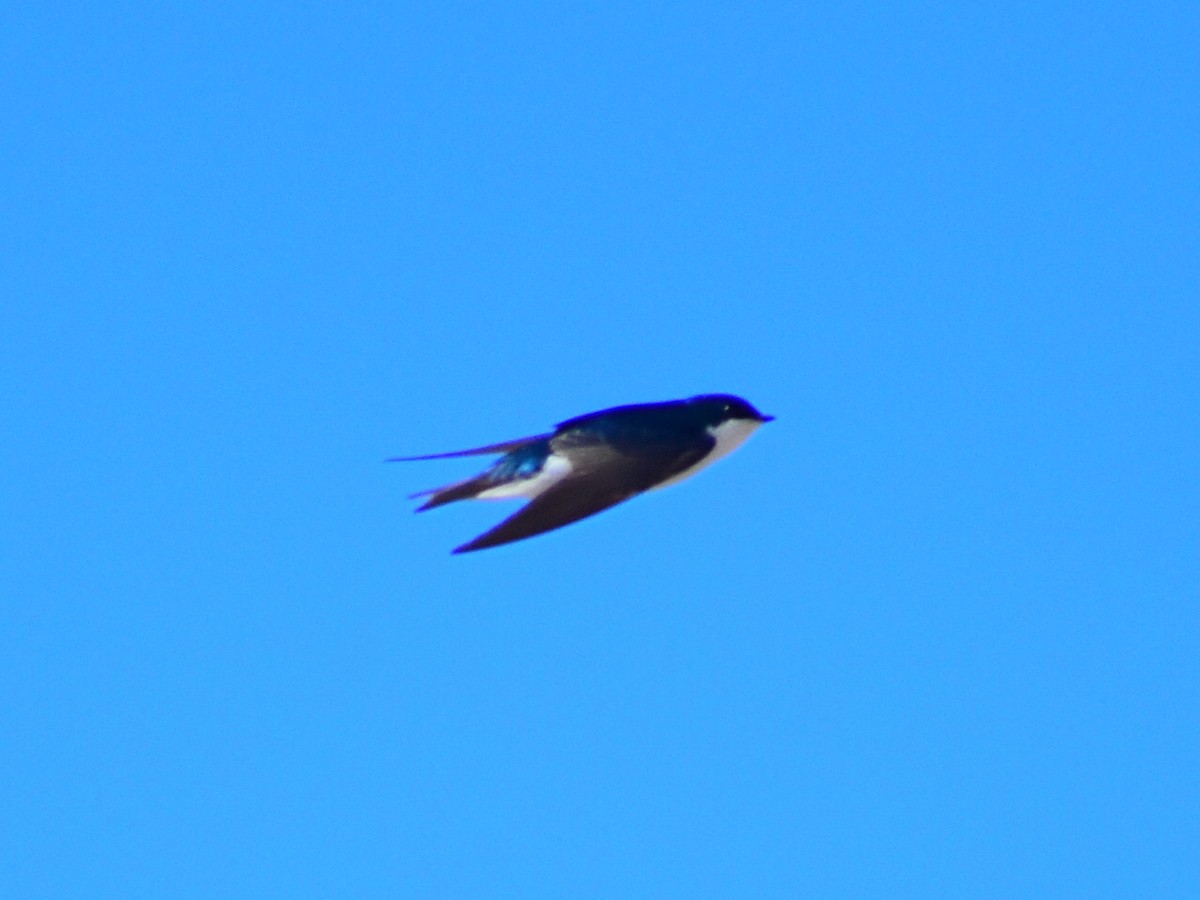 Tree Swallow - ML645910515