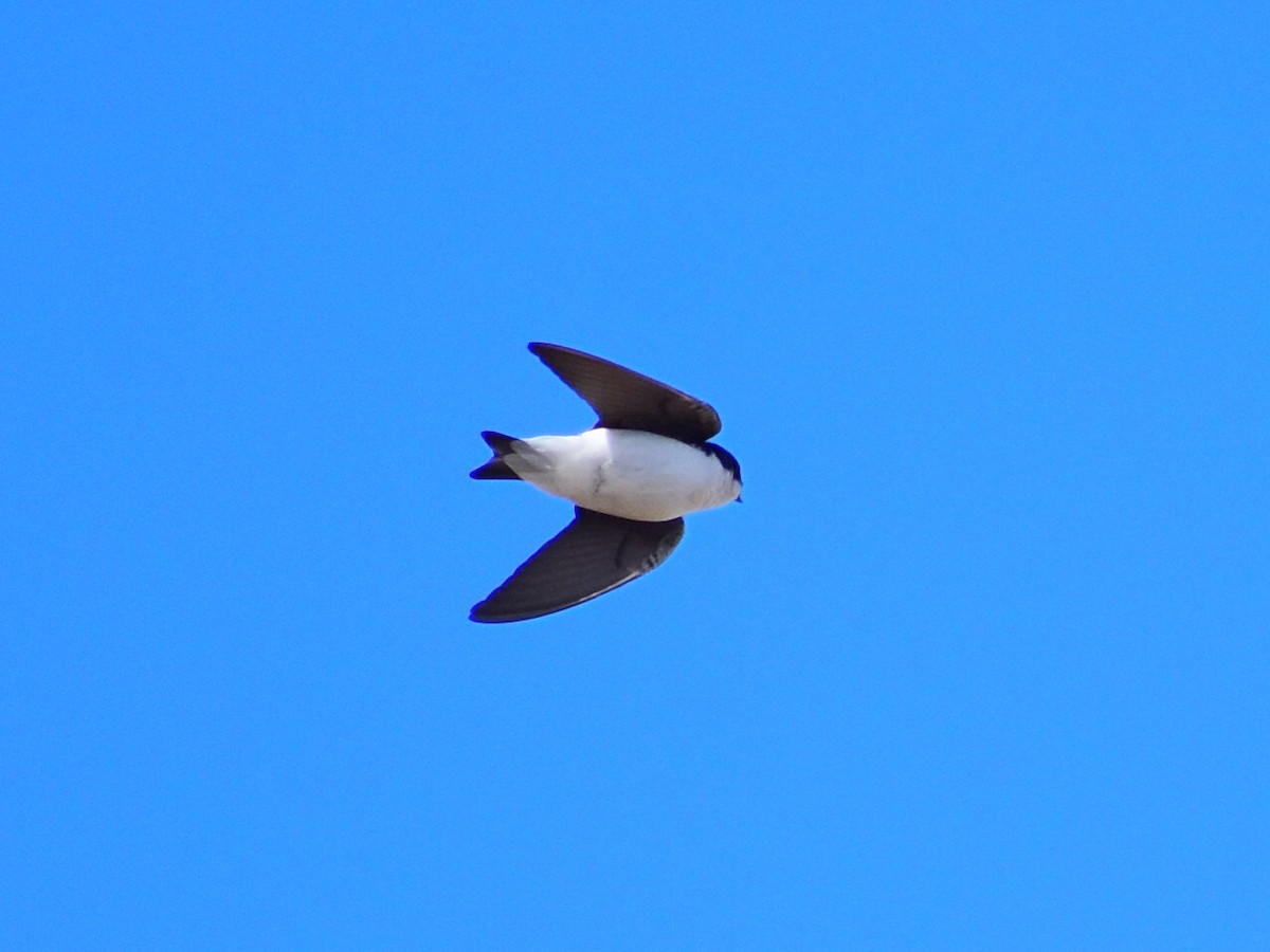 Tree Swallow - ML645910516