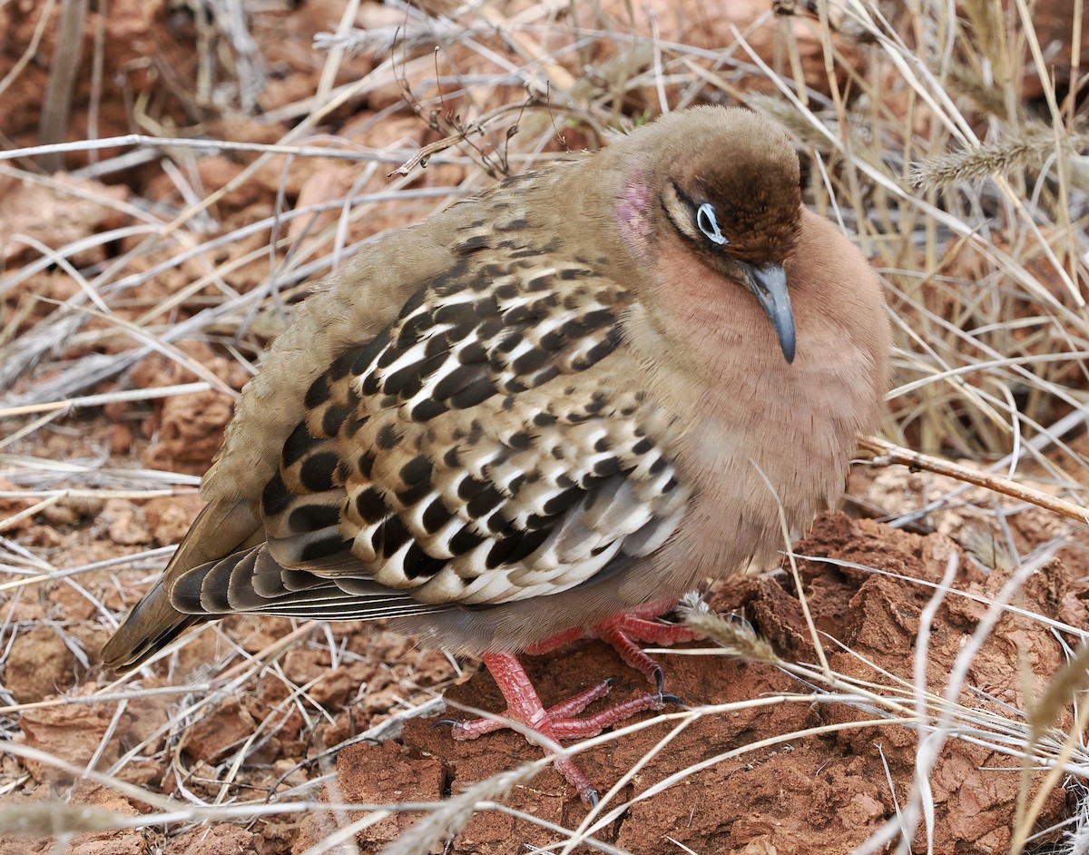 Galapagos Dove - ML645910526