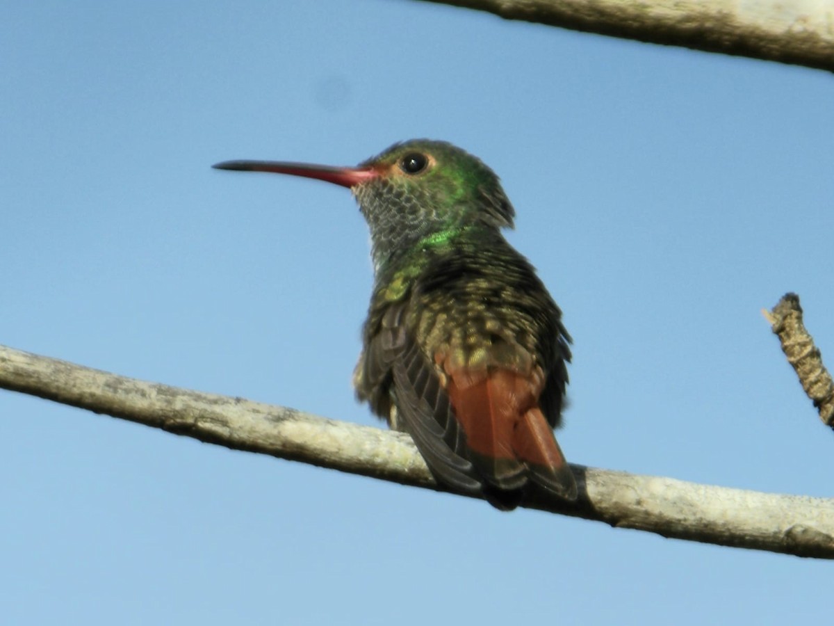 Rufous-tailed Hummingbird (Rufous-tailed) - ML645910530