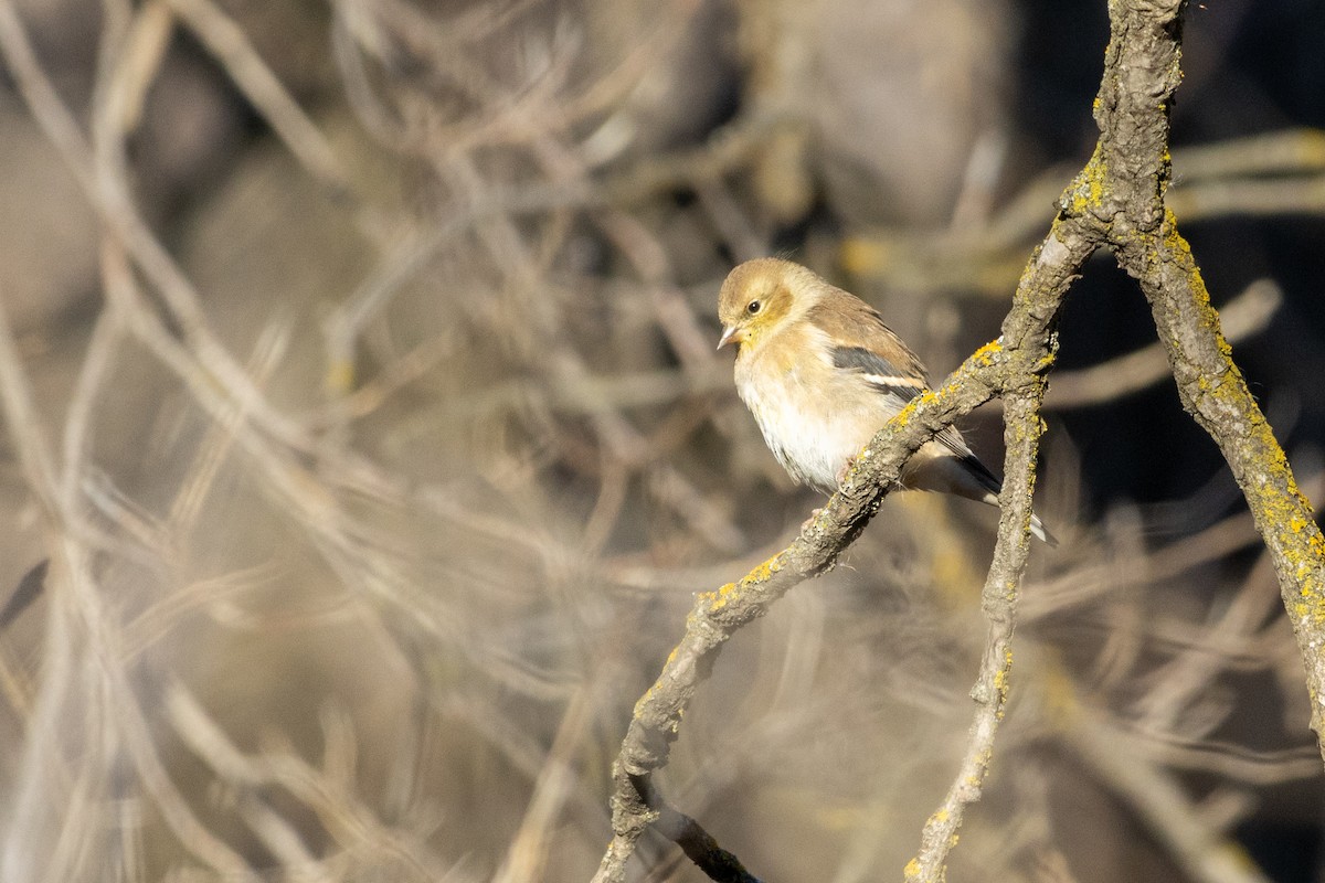 American Goldfinch - ML645910532