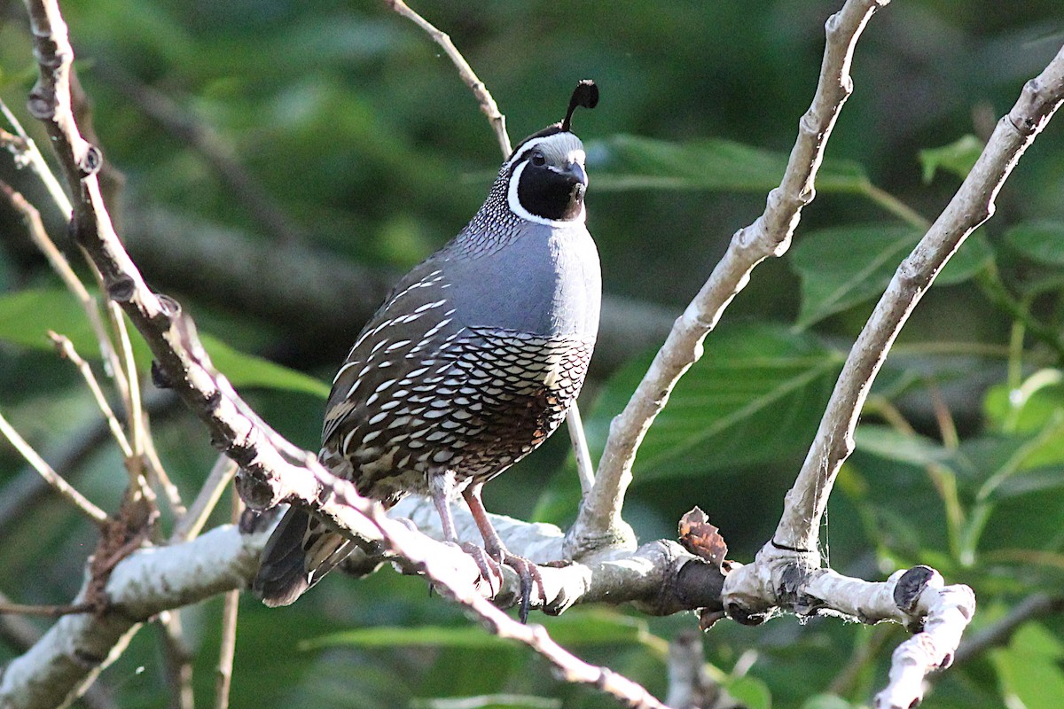 California Quail - ML645910533