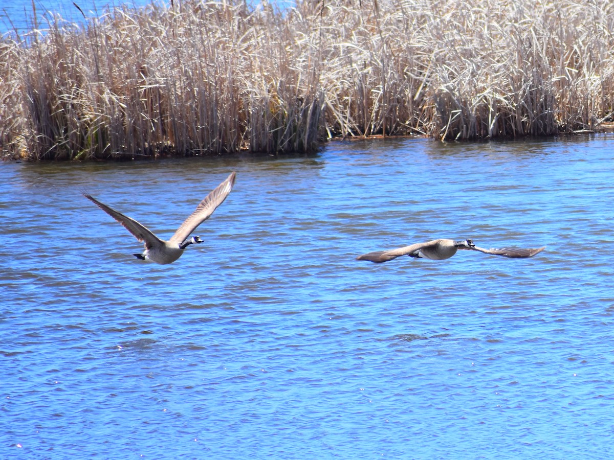 ברנטה קנדית - ML645910534