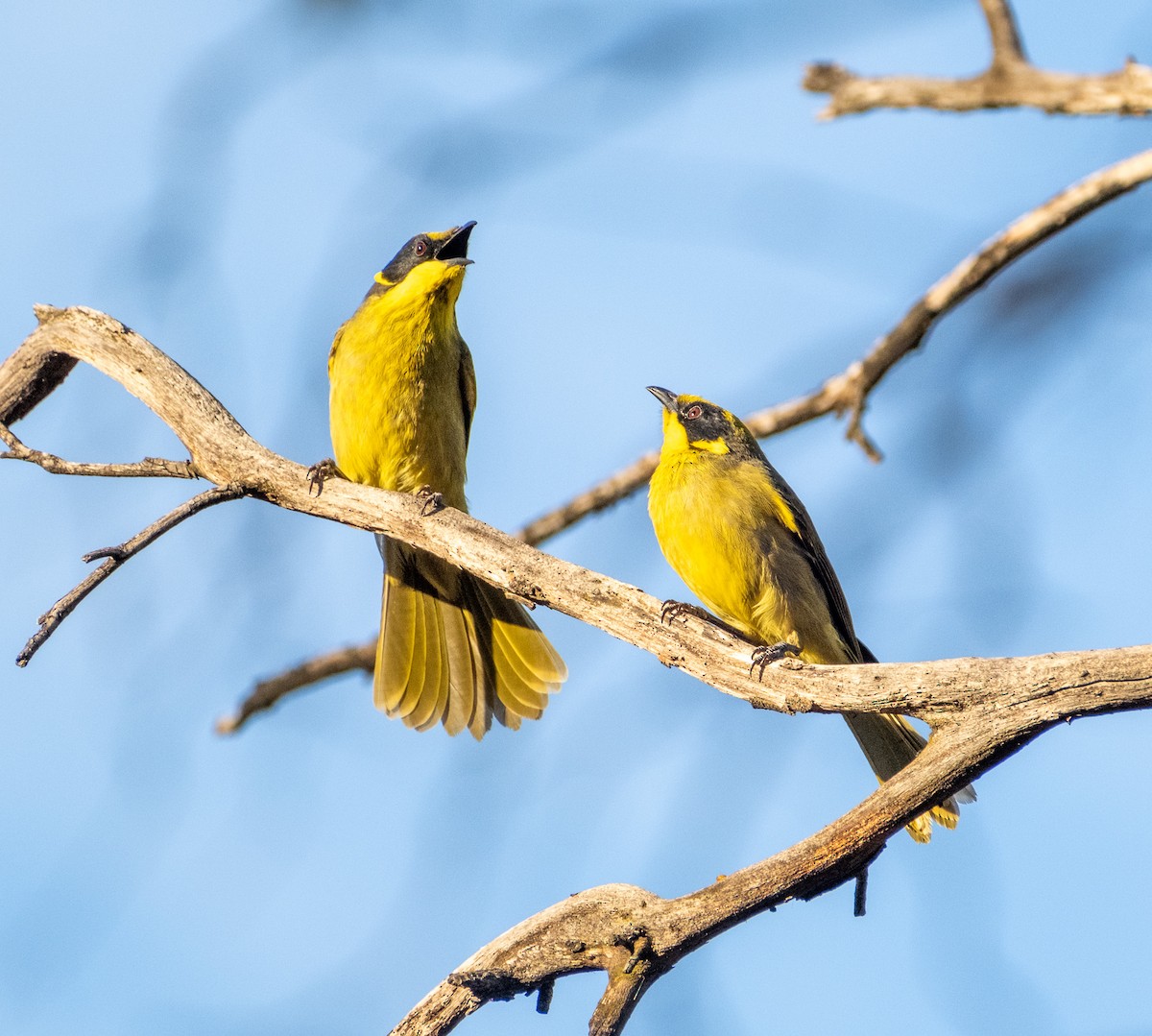 Yellow-tufted Honeyeater - ML645910539