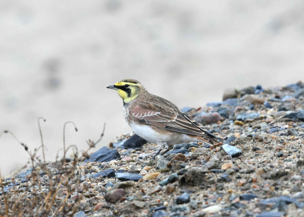 Жайворонок рогатий - ML645910545