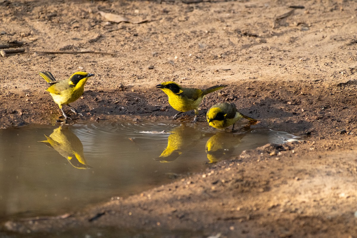 Yellow-tufted Honeyeater - ML645910548