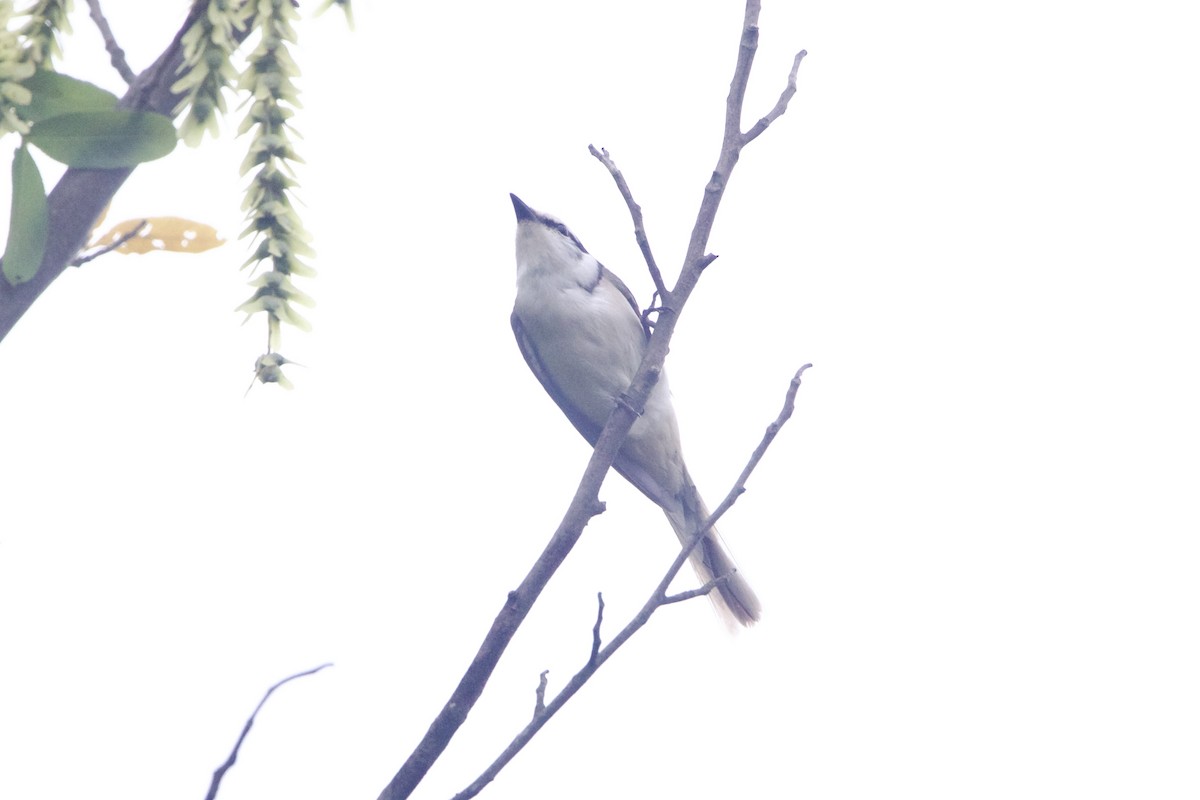 Brown-rumped Minivet - ML645910552