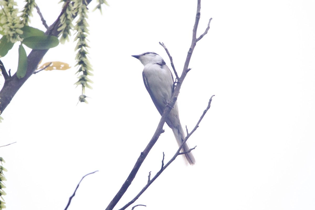 Brown-rumped Minivet - ML645910553