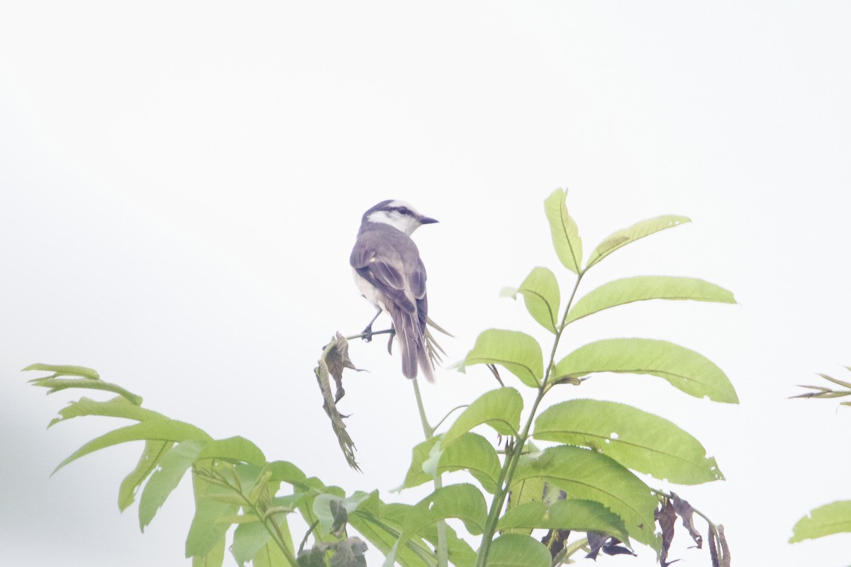 Brown-rumped Minivet - ML645910554