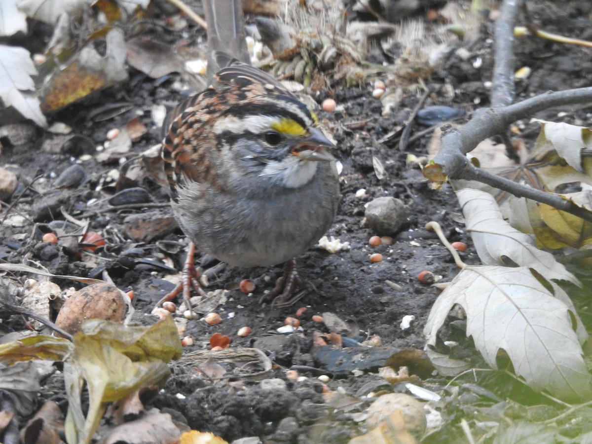 White-throated Sparrow - ML645910563