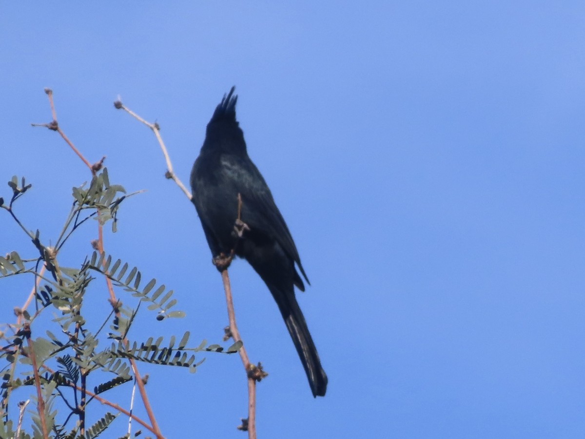 Phainopepla - ML645910581