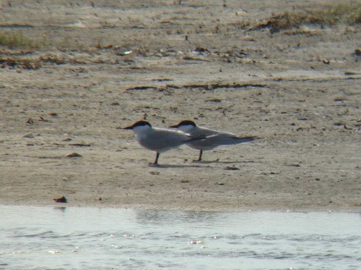 Gull-billed Tern - ML645910585