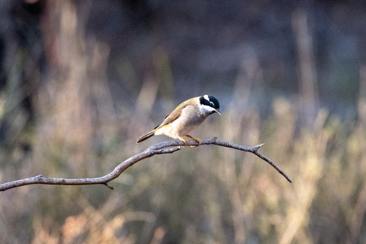 Black-chinned Honeyeater - ML645910586