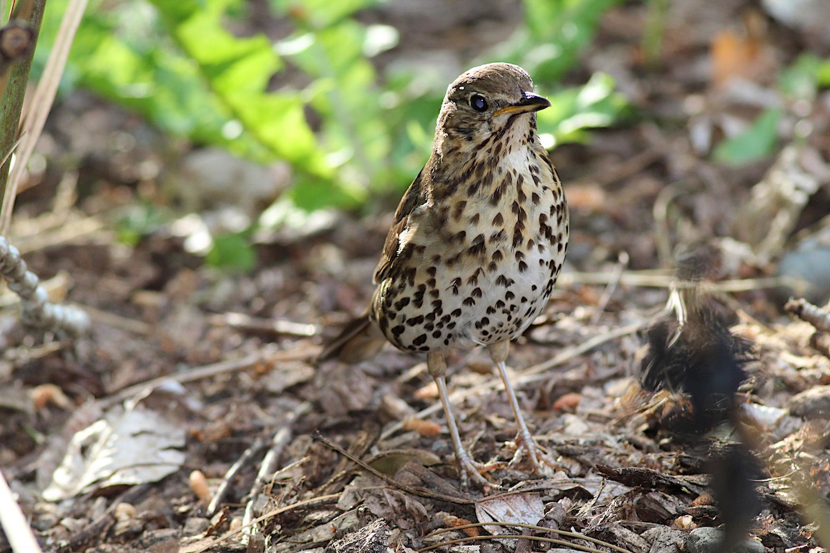 Song Thrush - ML645910587