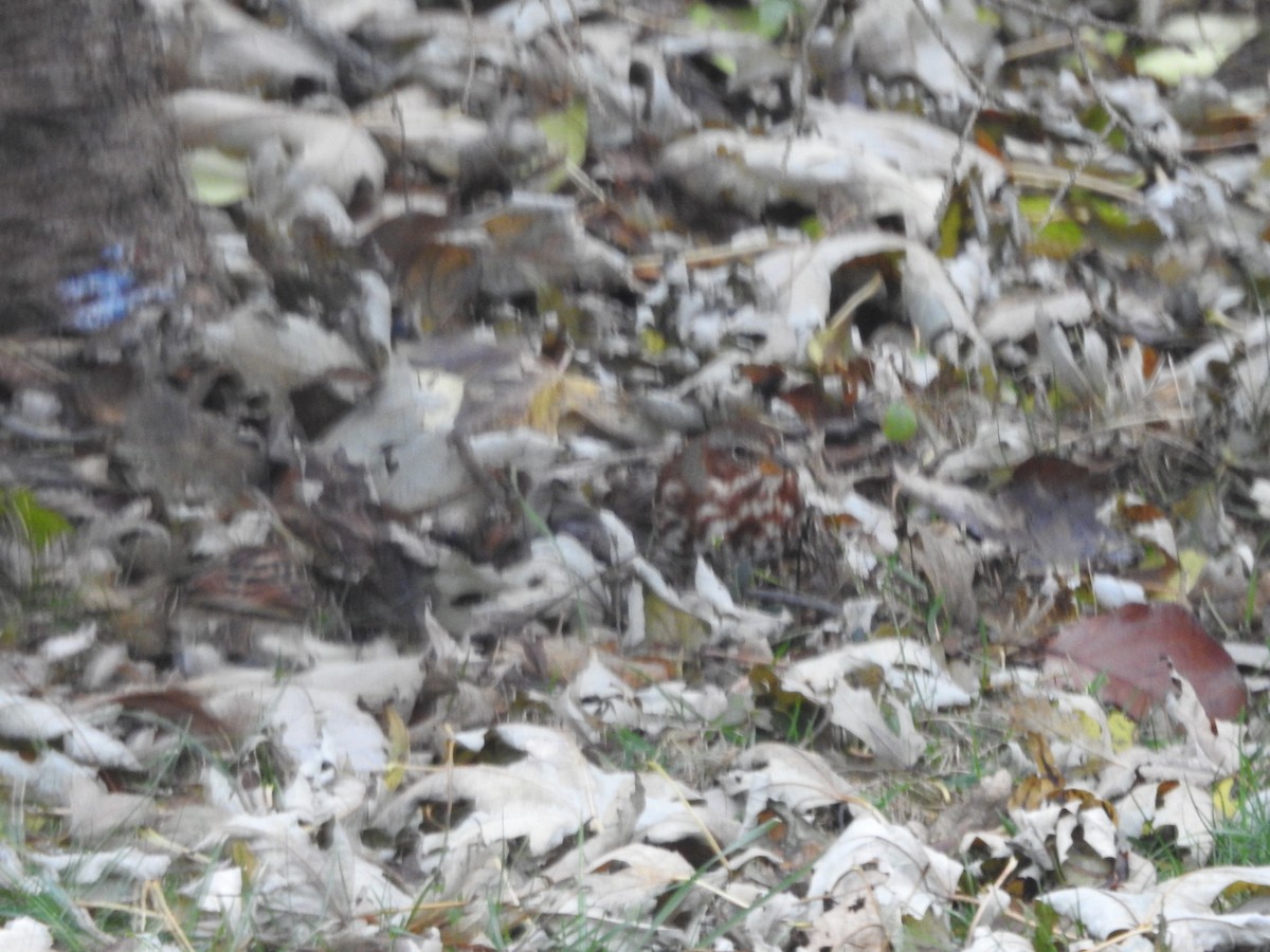 Fox Sparrow - ML645910588