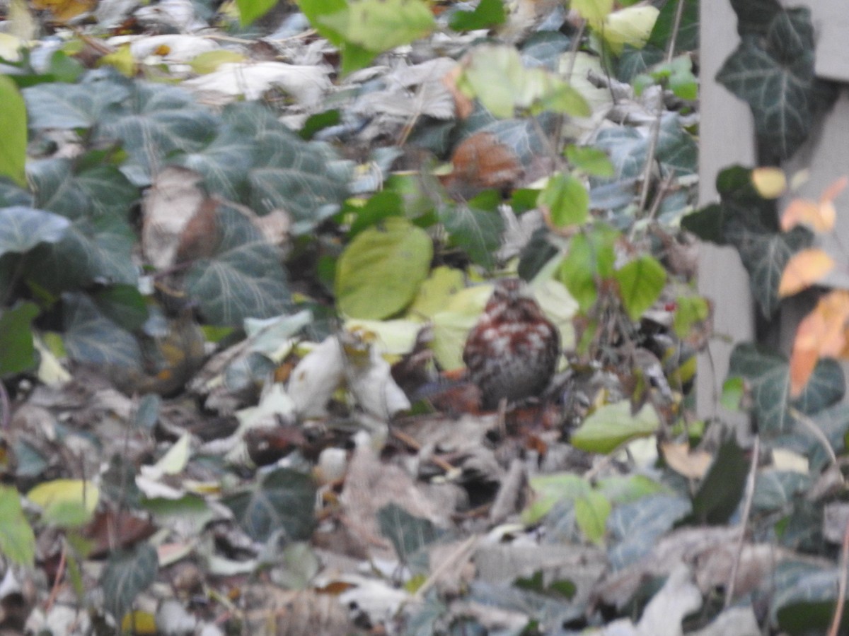 Fox Sparrow - ML645910589