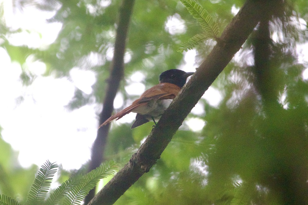 Amur Paradise-Flycatcher - ML645910590