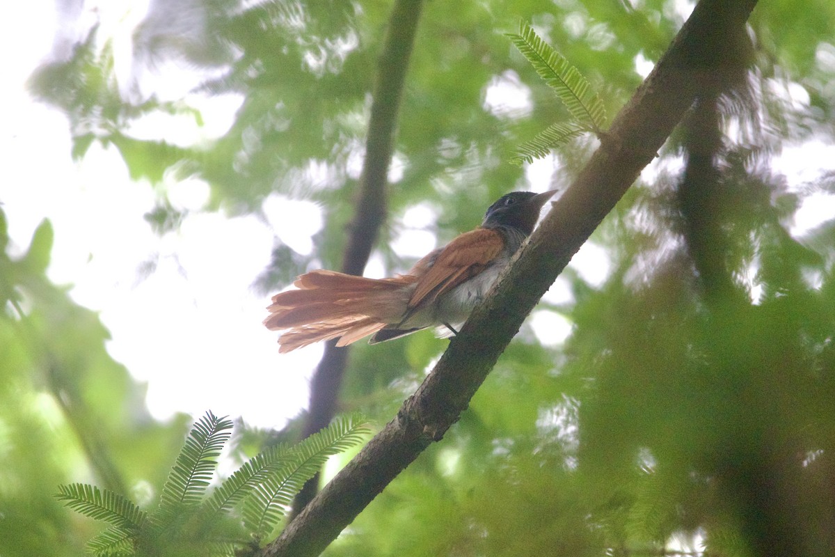 Amur Paradise-Flycatcher - ML645910591