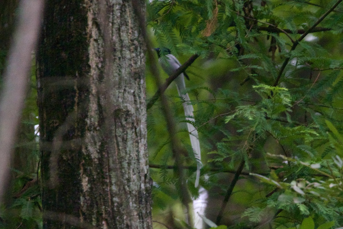 Amur Paradise-Flycatcher - ML645910592