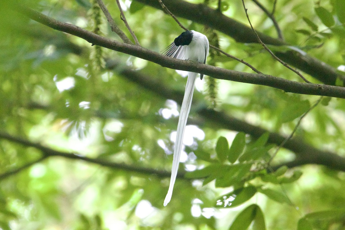 Amur Paradise-Flycatcher - ML645910593