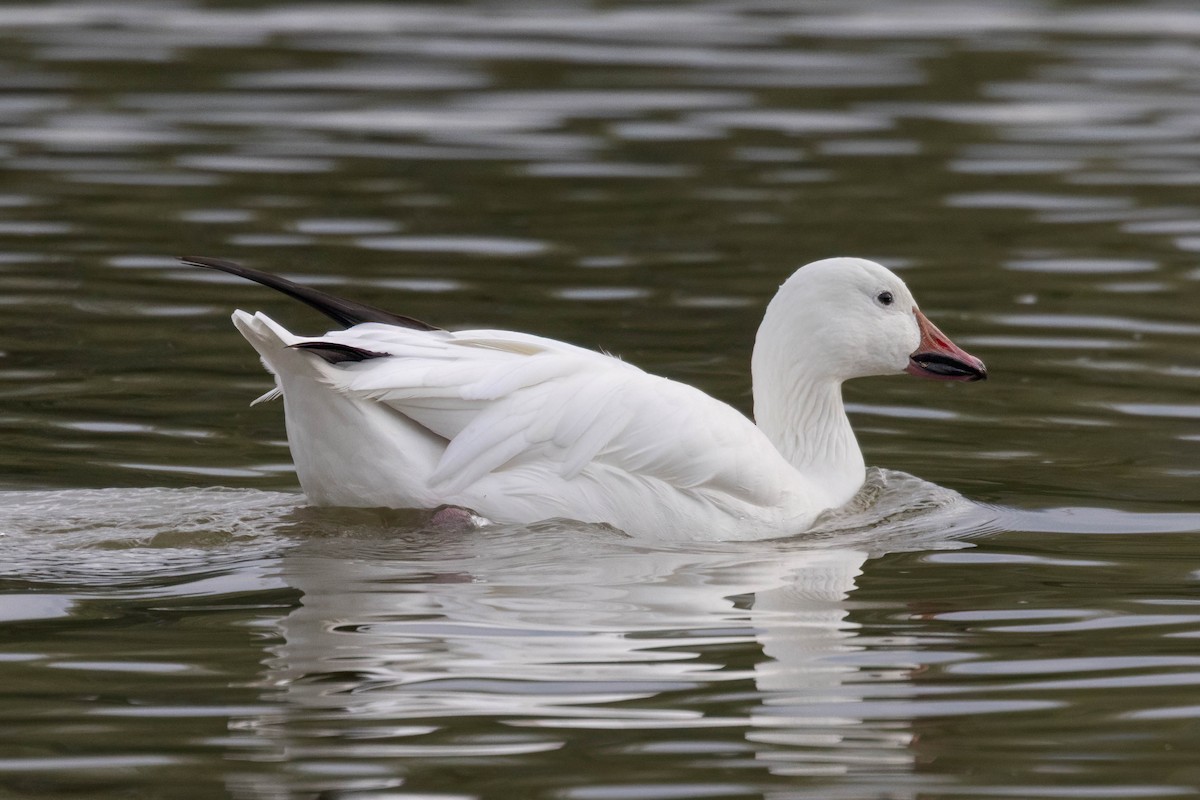Snow Goose - ML645910595