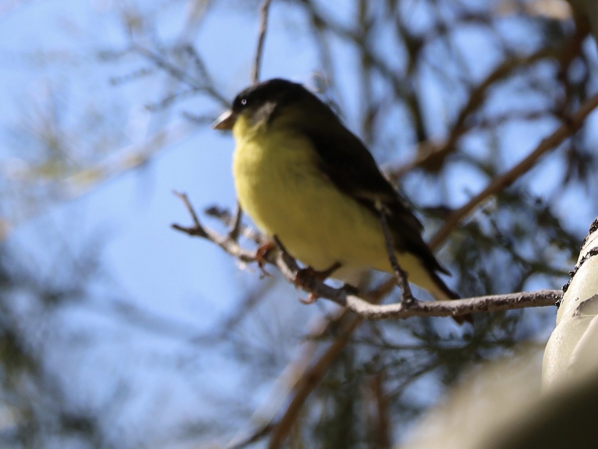 Lesser Goldfinch - ML645910596