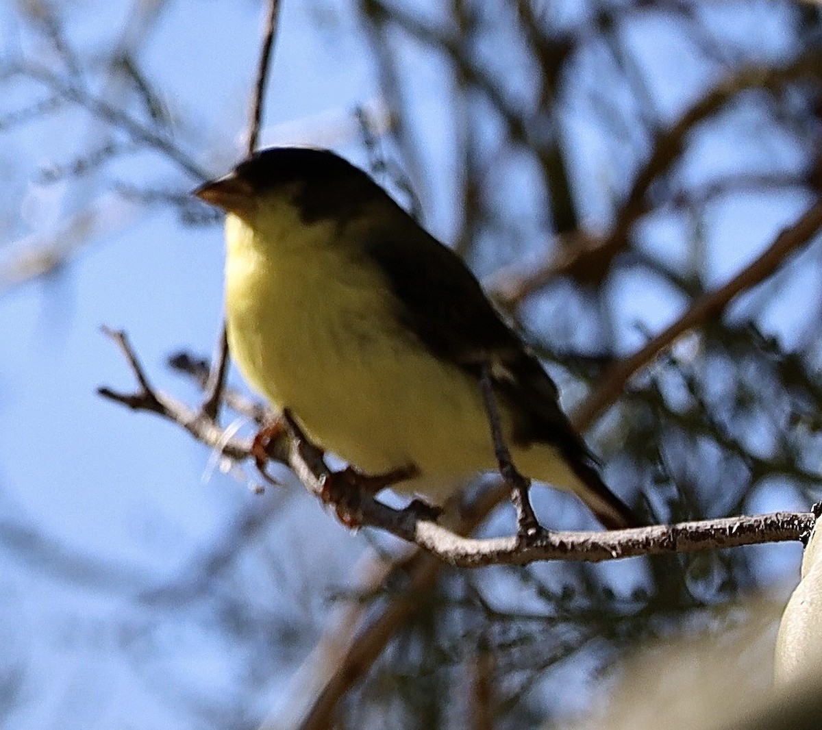 Lesser Goldfinch - ML645910597