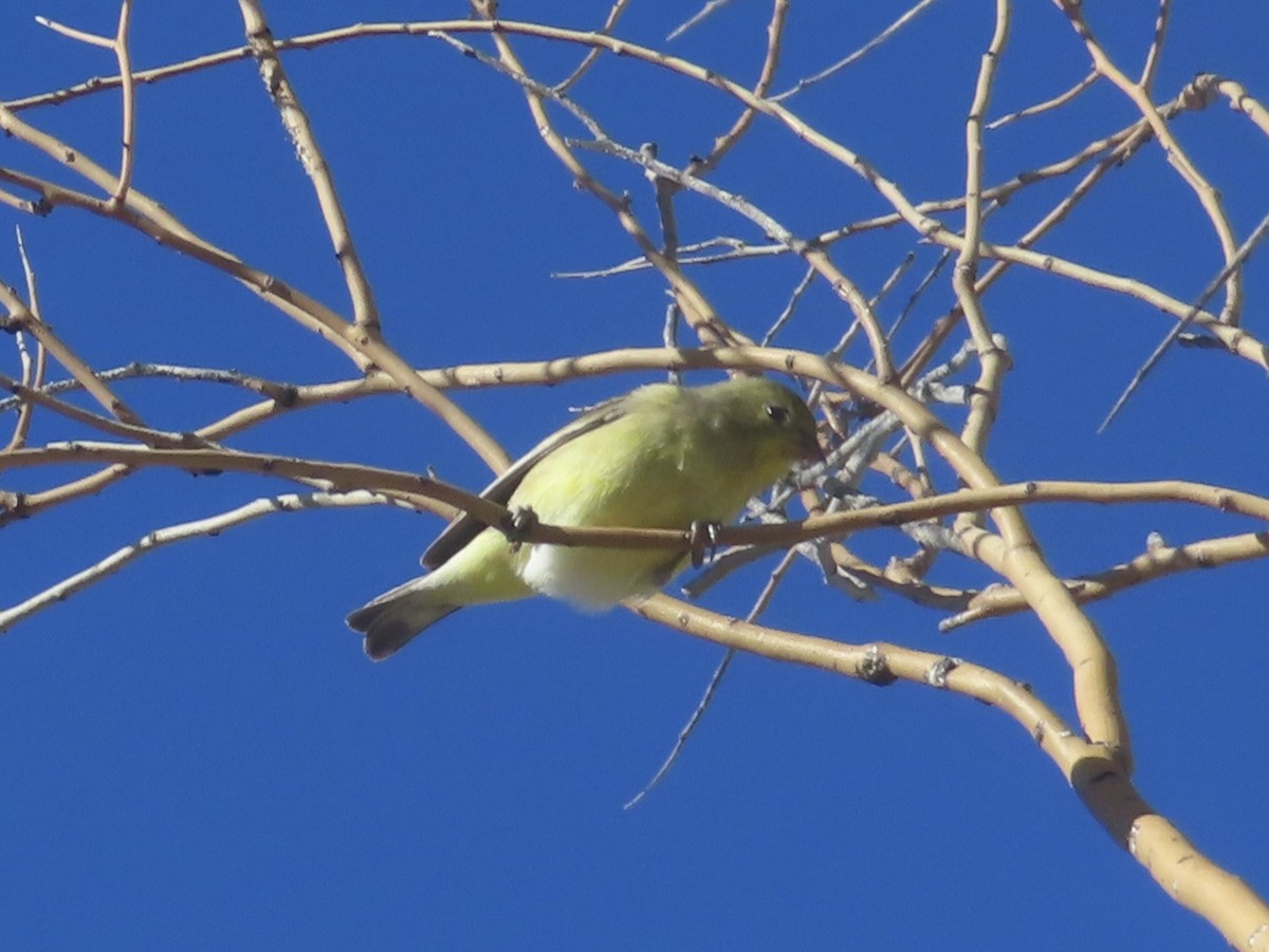 Lesser Goldfinch - ML645910598
