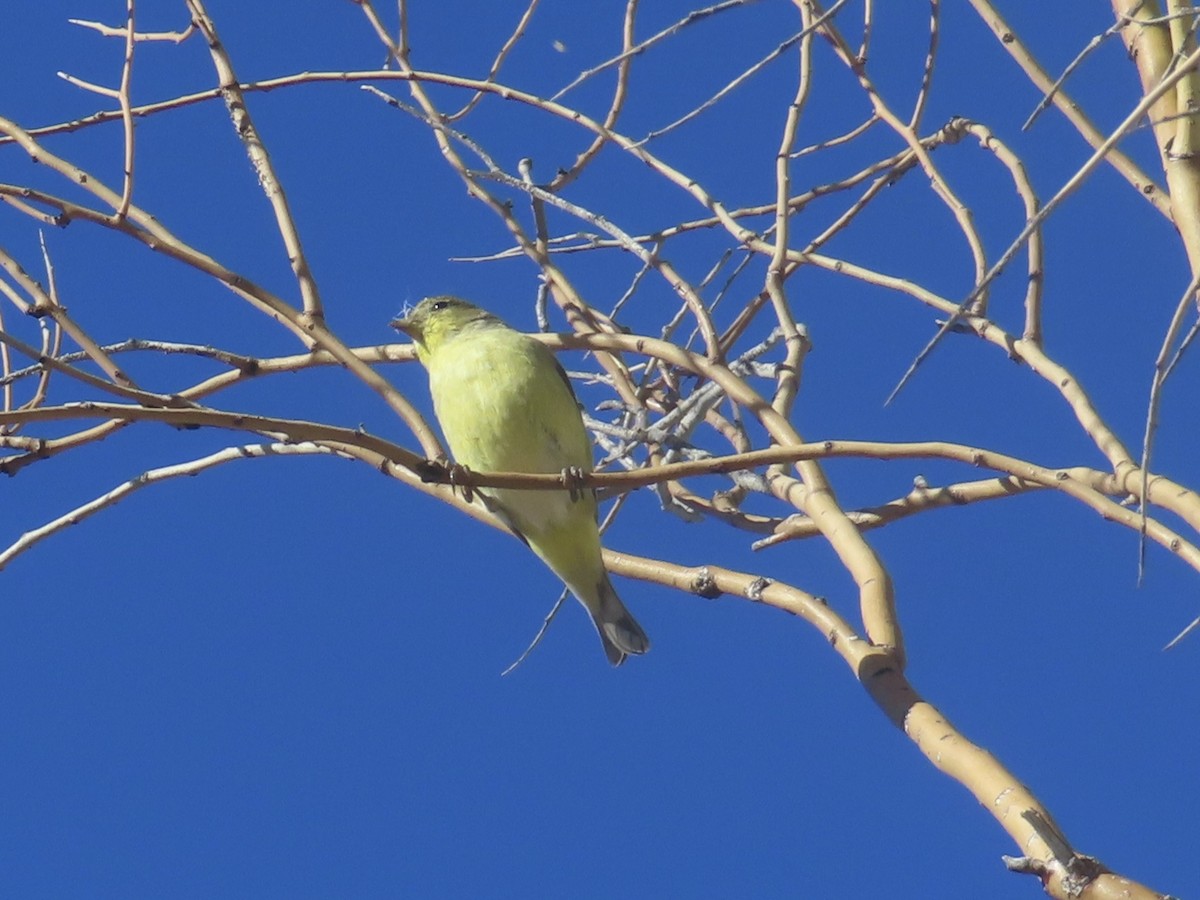 Lesser Goldfinch - ML645910599