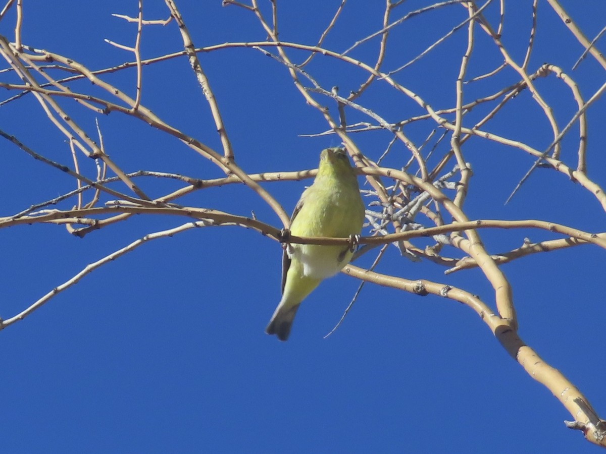 Lesser Goldfinch - ML645910600
