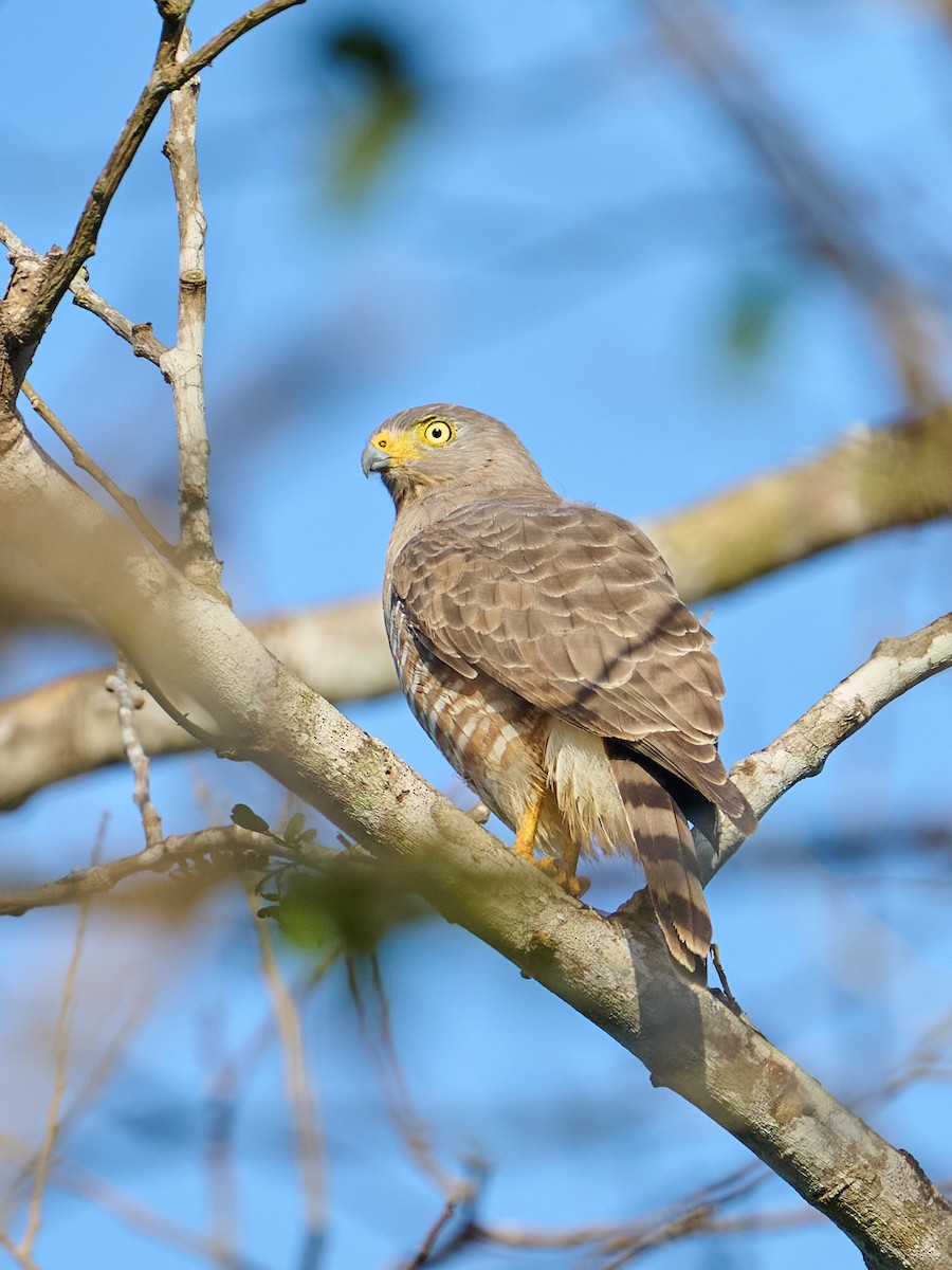 Roadside Hawk (Northern) - ML645910601