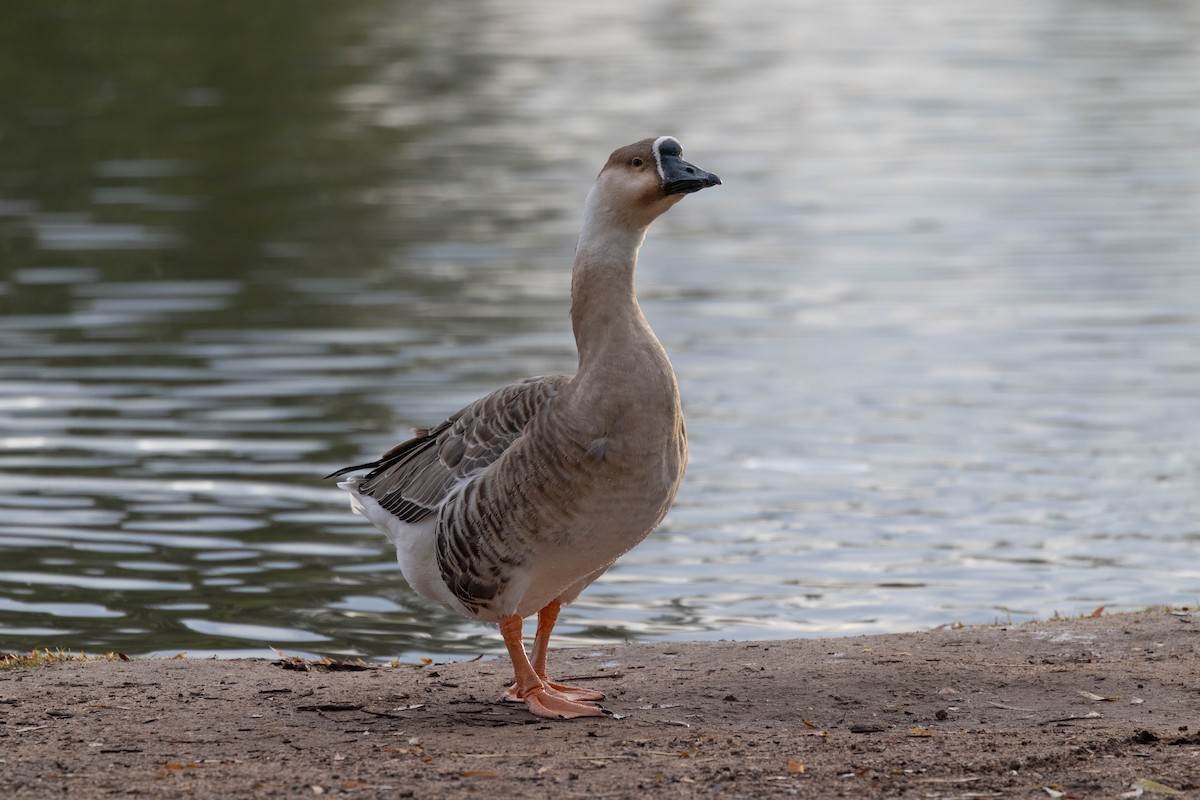 Swan Goose (Domestic type) - ML645910602