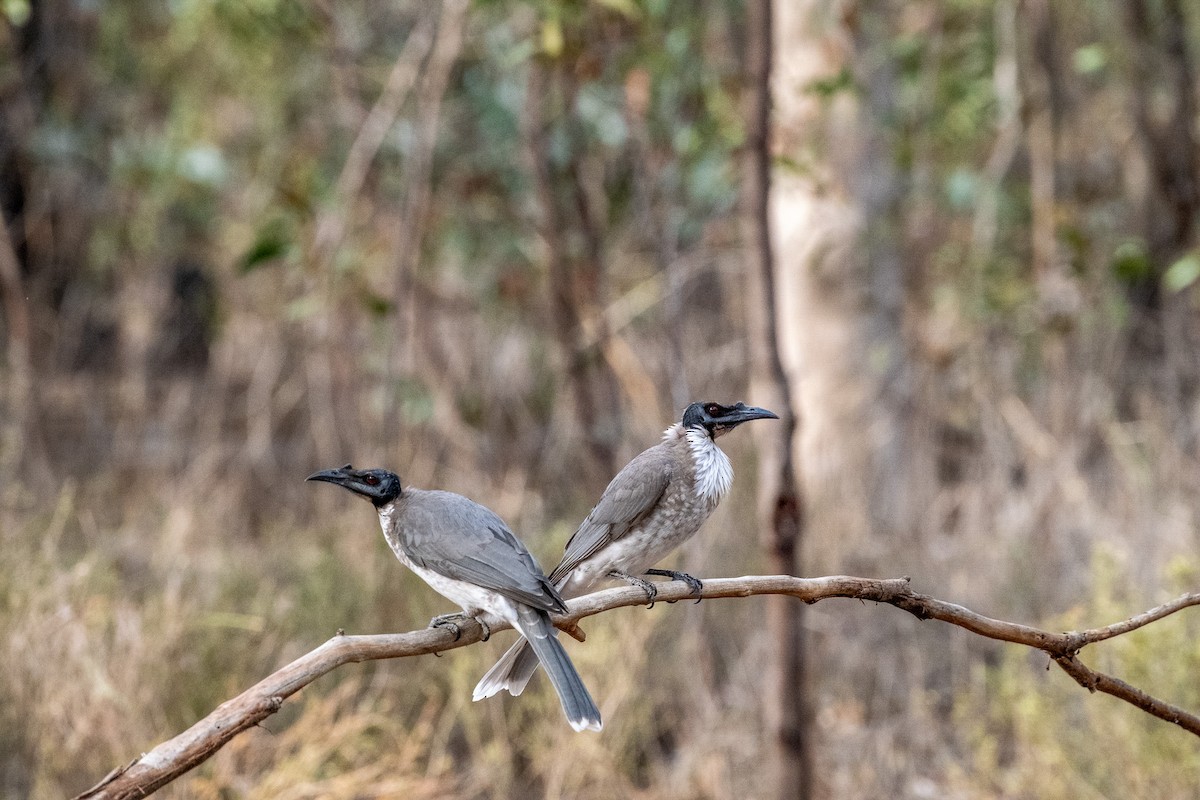 Noisy Friarbird - ML645910603
