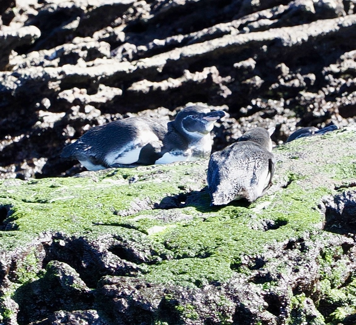 Galapagos Penguin - ML645910604