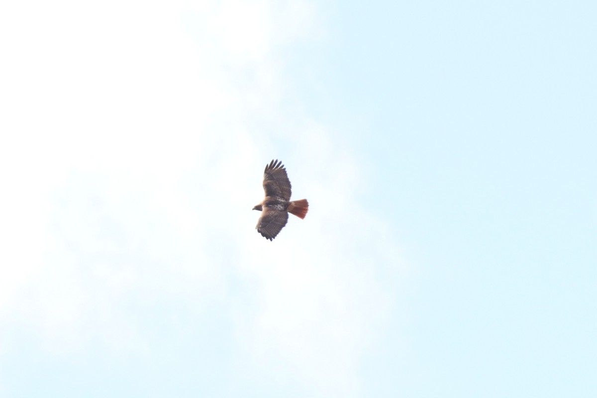 Red-tailed Hawk - ML645910606