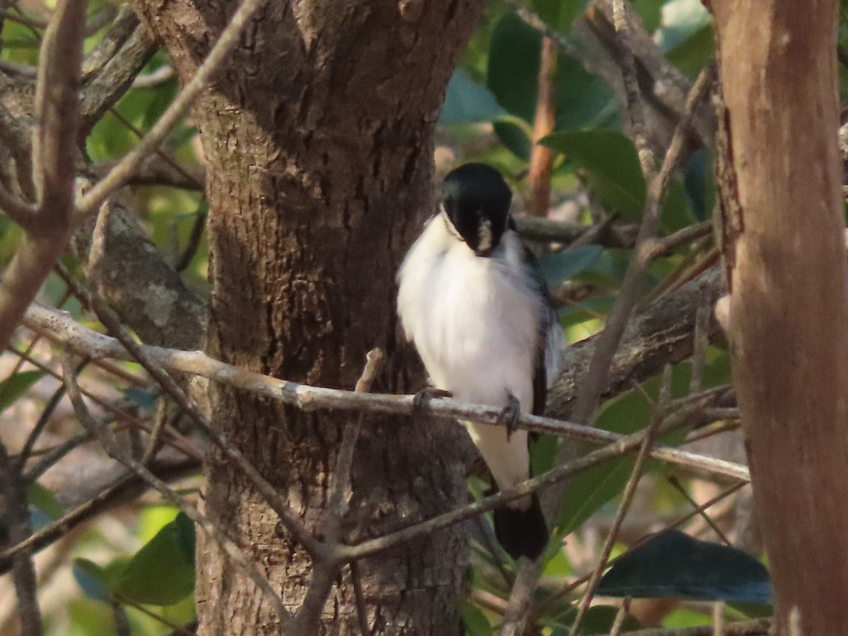 Lined Seedeater - ML645910607