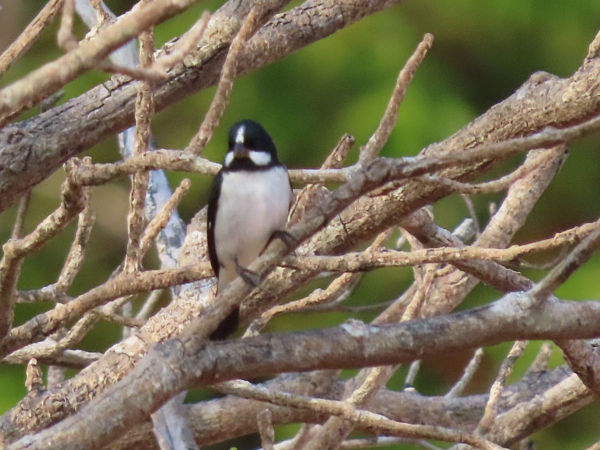 Lined Seedeater - ML645910609