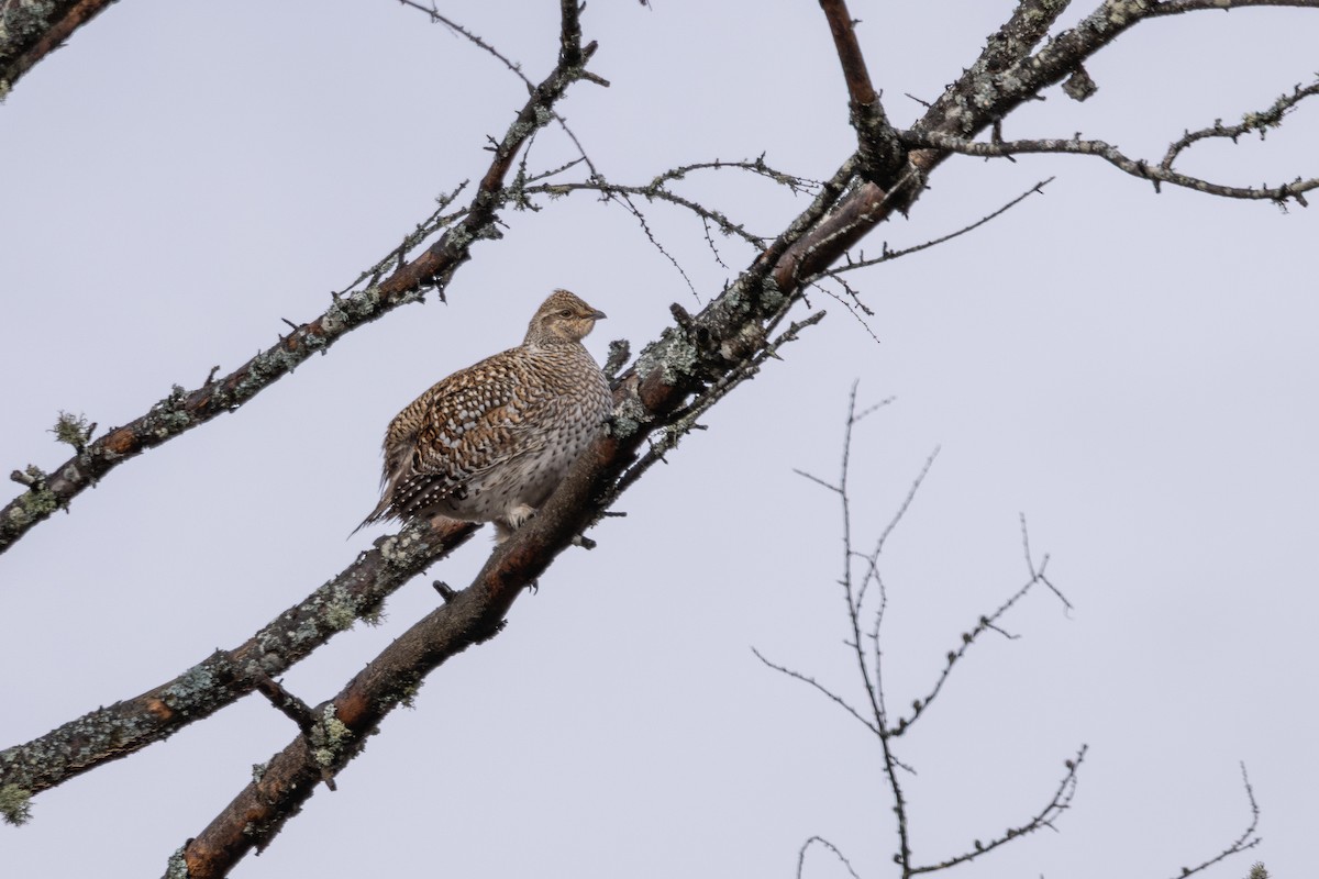 Sharp-tailed Grouse - ML645910610