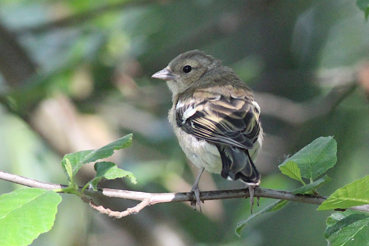Common Chaffinch - ML645910611