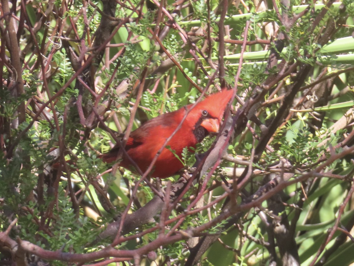 Northern Cardinal - ML645910613