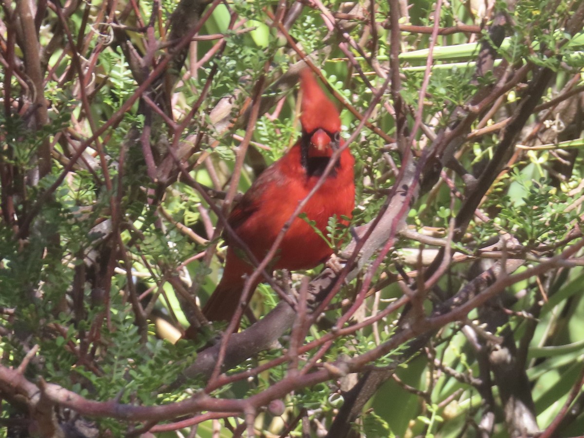 Northern Cardinal - ML645910614