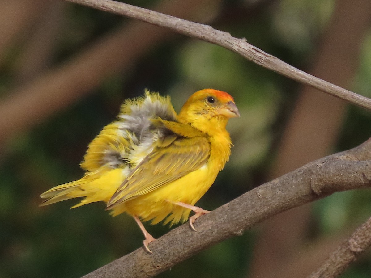 Orange-fronted Yellow-Finch - ML645910615