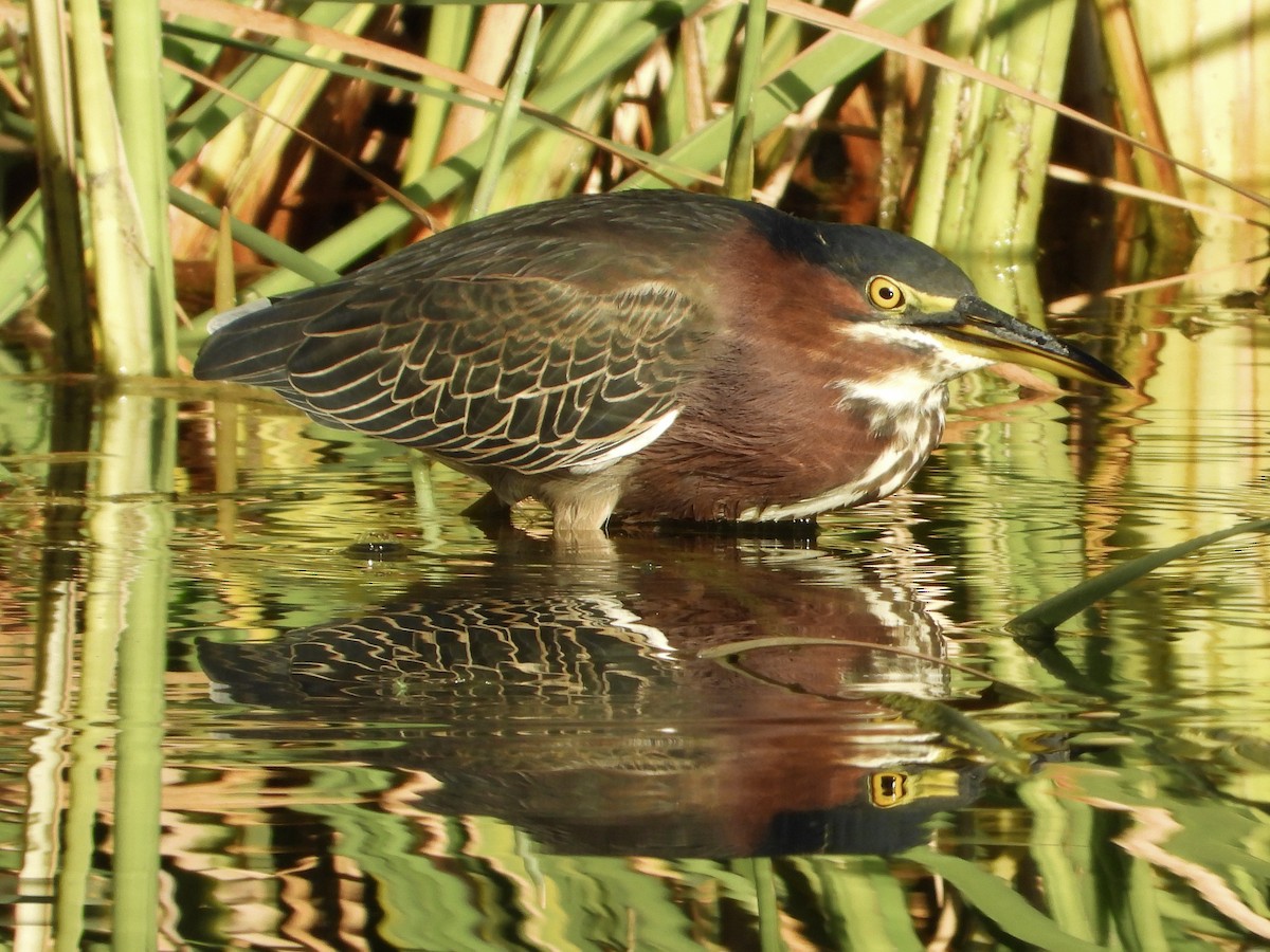 Green Heron - ML645910622