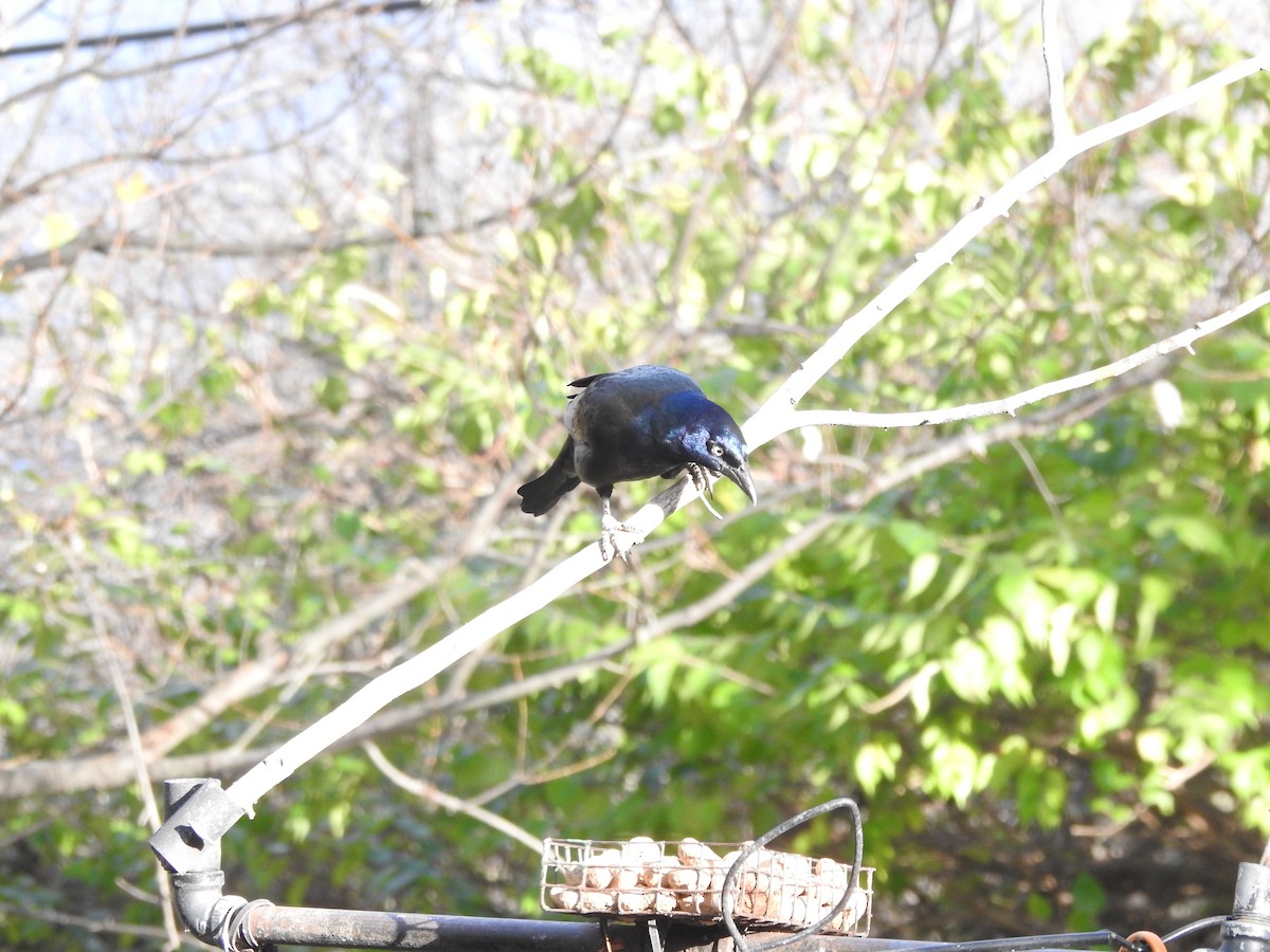 Common Grackle - ML645910626