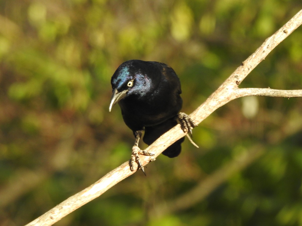 Common Grackle - ML645910627